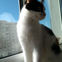 Tekir Kedi, Kedi  Maya fotoğrafı