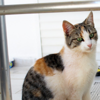 Tekir Kedi, Kedi  Beti fotoğrafı