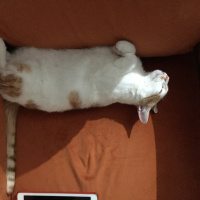 Sarman, Kedi  Fuzuli fotoğrafı