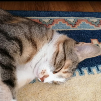 Tekir Kedi, Kedi  Badem fotoğrafı