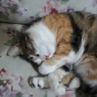 Tekir Kedi, Kedi  Badem fotoğrafı