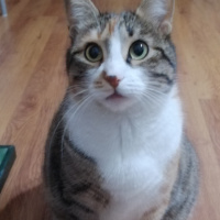 Tekir Kedi, Kedi  Badem fotoğrafı