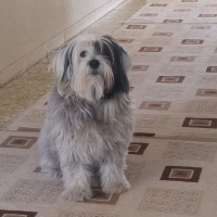 Maltese, Köpek  Messi fotoğrafı