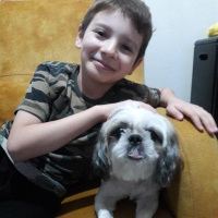 Shih Tzu, Köpek  Berduş fotoğrafı