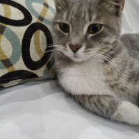 Tekir Kedi, Kedi  Masum fotoğrafı
