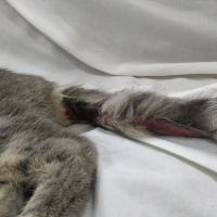Tekir Kedi, Kedi  Masum fotoğrafı