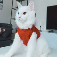 Tekir Kedi, Kedi  Sufle fotoğrafı