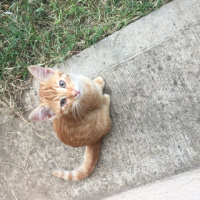 Sarman, Kedi  Rıfkı fotoğrafı