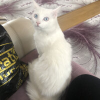 Ankara Kedisi, Kedi  Prenses Miya fotoğrafı