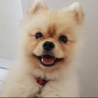 Pomeranyalı, Köpek  Minik fotoğrafı