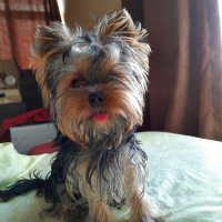 Yorkshire Terrier, Köpek  Vivien fotoğrafı