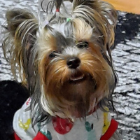Yorkshire Terrier, Köpek  Vivien fotoğrafı