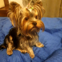 Yorkshire Terrier, Köpek  Vivien fotoğrafı