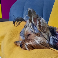 Yorkshire Terrier, Köpek  Vivien fotoğrafı