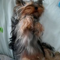 Yorkshire Terrier, Köpek  Vivien fotoğrafı