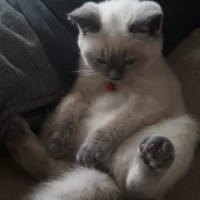 British Shorthair, Kedi  Şeftali fotoğrafı
