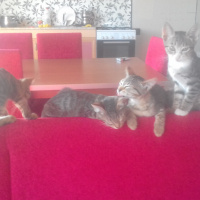 Tekir Kedi, Kedi  mizmiz fotoğrafı