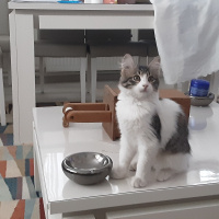 Tekir Kedi, Kedi  boncuk fotoğrafı