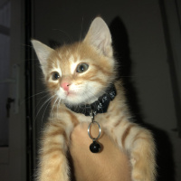 Sarman, Kedi  BADEM fotoğrafı