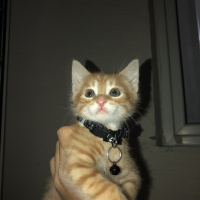 Sarman, Kedi  BADEM fotoğrafı