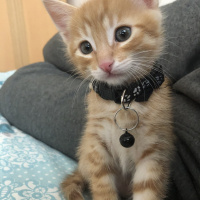 Sarman, Kedi  BADEM fotoğrafı