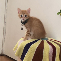 Sarman, Kedi  BADEM fotoğrafı