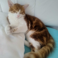 Sarman, Kedi  Tarçın fotoğrafı
