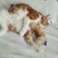 Sarman, Kedi  Tarçın fotoğrafı