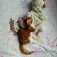 Sarman, Kedi  Tarçın fotoğrafı