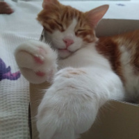 Sarman, Kedi  Tarçın fotoğrafı
