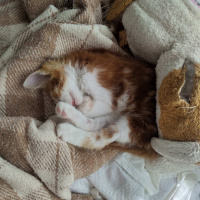 Sarman, Kedi  Tarçın fotoğrafı