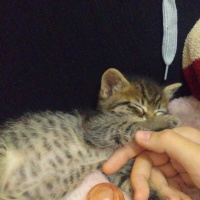 Tekir Kedi, Kedi  Minnak fotoğrafı