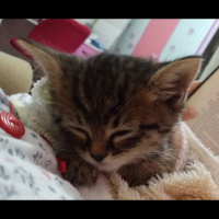 Tekir Kedi, Kedi  Minnak fotoğrafı