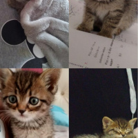 Tekir Kedi, Kedi  Minnak fotoğrafı