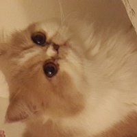 İran Kedisi (Persian), Kedi  Bade fotoğrafı