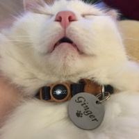 Sarman, Kedi  Ginger fotoğrafı