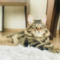 Norwegian Forest, Kedi  Arwen fotoğrafı