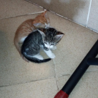 Tekir Kedi, Kedi  Alfa, beta, paşa fotoğrafı