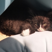 Tuxedo (Smokin) Kedi, Kedi  Böğürtlen fotoğrafı