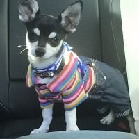 Chihuahua, Köpek  Lucas fotoğrafı