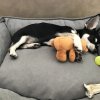 Chihuahua, Köpek  Lucas fotoğrafı