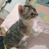 Sarman, Kedi  Bir dişi bir erkek fotoğrafı
