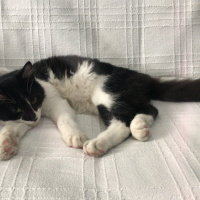 Tuxedo (Smokin) Kedi, Kedi  Sylvester fotoğrafı