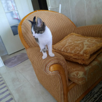 Tekir Kedi, Kedi  tahın fotoğrafı