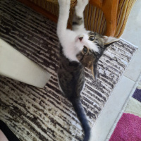 Tekir Kedi, Kedi  tahın fotoğrafı