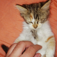 Tekir Kedi, Kedi  Eva fotoğrafı