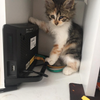 Tekir Kedi, Kedi  Eva fotoğrafı