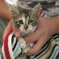 Tekir Kedi, Kedi  Eva fotoğrafı