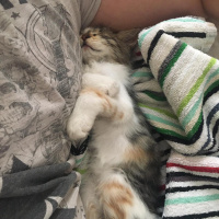 Tekir Kedi, Kedi  Eva fotoğrafı