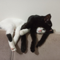 Bombay, Kedi  Pekmez fotoğrafı